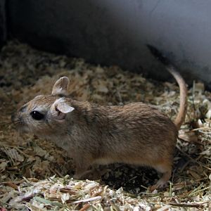 (Meriones vinogradovi) Vinogradov's jird