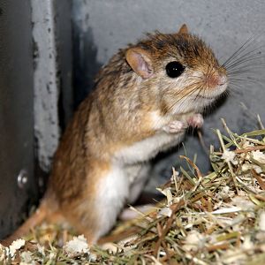 (Meriones meridianus nogaiorum) Midday gerbil