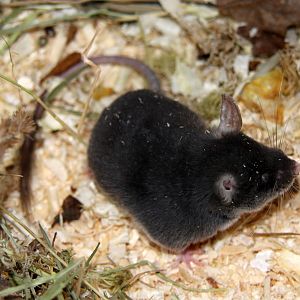 (Typhlomys cinereus) Chinese pygmy dormouse
