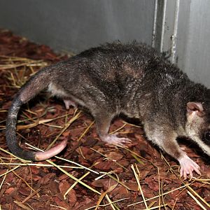 (Philander opossum) Grey four-eyed opossum