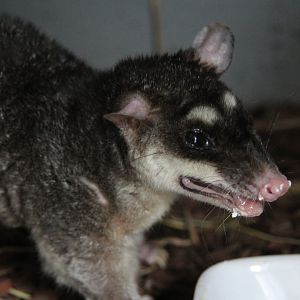 (Philander opossum) Grey four-eyed opossum