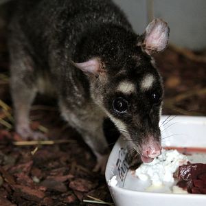(Philander opossum) Grey four-eyed opossum
