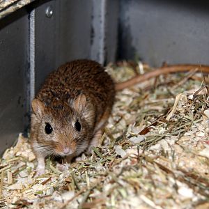 (Meriones meridianus nogaiorum) Midday gerbil