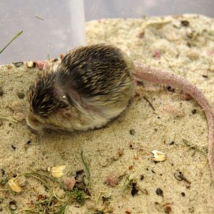 (Salpingotus crassicauda) thick-tailed pygmy jerboa