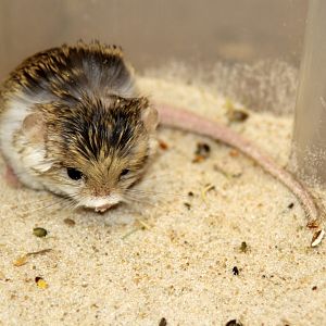(Salpingotus crassicauda) thick-tailed pygmy jerboa