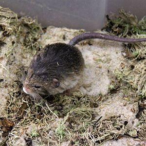 (Salpingotus kozlovi) Kozlov's pygmy jerboa