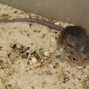 (Salpingotus kozlovi) Kozlov's pygmy jerboa