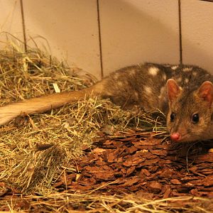 (Dasyurus viverrinus) Eastern quoll