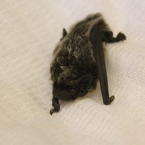 (Vespertilio murinus) Parti-colored bat