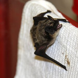 (Vespertilio murinus) Parti-colored bat