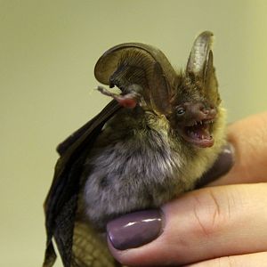 (Plecotus auritus) Brown long-eared bat