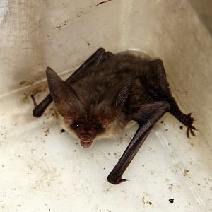 (Plecotus auritus) Brown long-eared bat