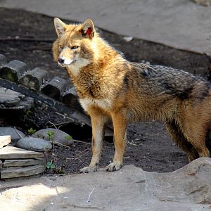 European golden or Caucasian jackal (Canis aureus moreotica)