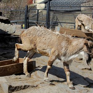 Tajik or Turkomen markhor (Capra falconeri heptneri)