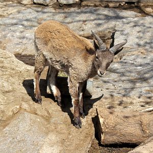 Dagestan or East Caucasian tur (Capra cylindricornis)