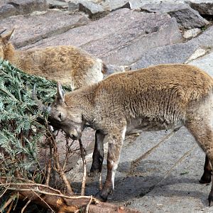 Dagestan or East Caucasian tur (Capra cylindricornis)