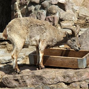 Dagestan or East Caucasian tur (Capra cylindricornis)
