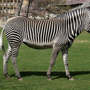 Grevy's zebra (Equus grevyi)