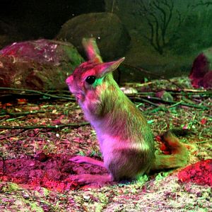 Southern springhare (Pedetes capensis)