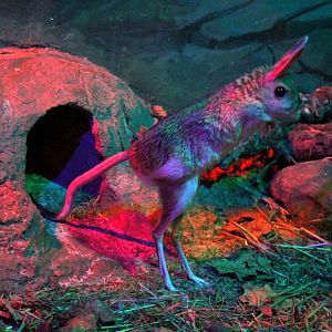 (Allactaga major) Great jerboa