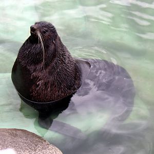 Northern fur seal (Callorhinus ursinus)