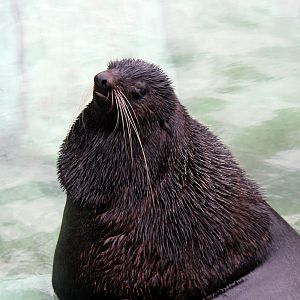 northern fur seal (Callorhinus ursinus)