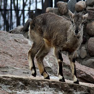 Northern blue sheep (Pseudois nayaur szechuanensis)