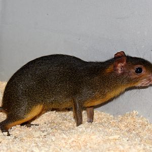 Myoprocta pratti (Green acouchi)