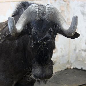 black wildebeest or white-tailed gnu (Connochaetes gnou)