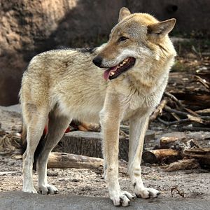 gray wolf (Canis lupus) ssp ID?