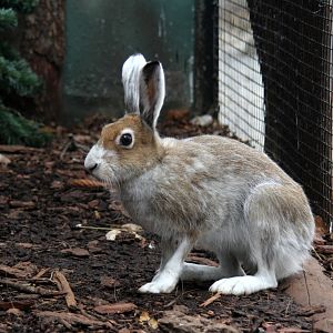 Eurasian arctic hare (Lepus timidus)