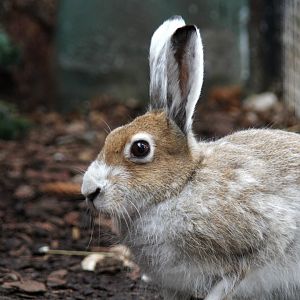 Eurasian arctic hare (Lepus timidus)