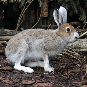 Eurasian arctic hare (Lepus timidus)