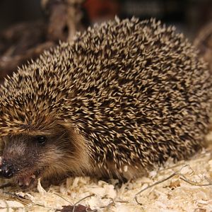 (Erinaceus europaeus) Western European hedgehog