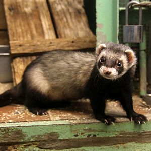 European polecat (Mustela putorius)