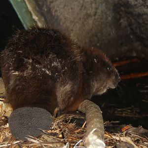 (Castor fiber) Eurasian beaver