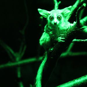 Senegal bushbaby (Galago senegalensis)