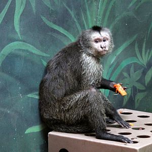 Guianan weeper capuchin (Cebus olivaceus)