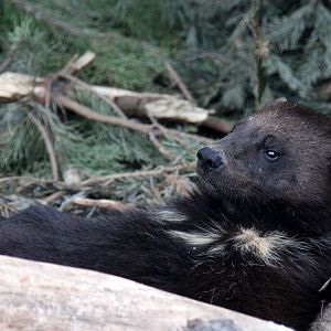 European wolverine (Gulo gulo gulo)