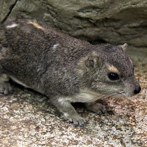 (Heterohyrax brucei) Bush hyrax