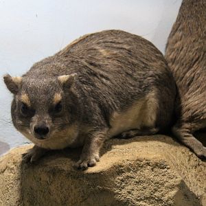 (Heterohyrax brucei) Bush hyrax