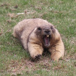 (Marmota bobak) Bobak marmot