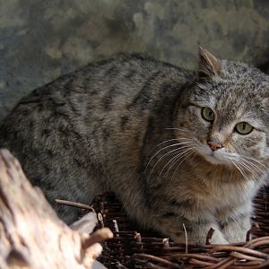 East African wild cat (Felis silvestris ocreata)