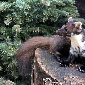 European Pine marten (Martes martes)