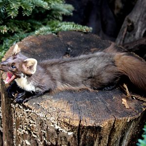 European Pine marten (Martes martes)