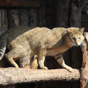 (Felis chaus) Jungle cat