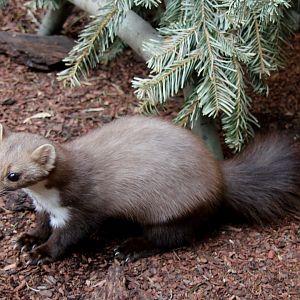 beech marten (Martes foina)