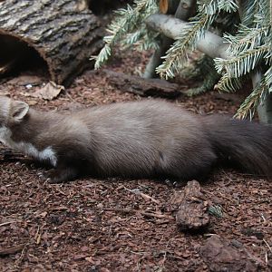 beech marten (Martes foina)