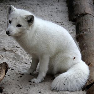 Arctic fox (Vulpes lagopus)