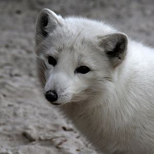 Arctic fox (Vulpes lagopus)